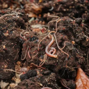 Vermi Compost