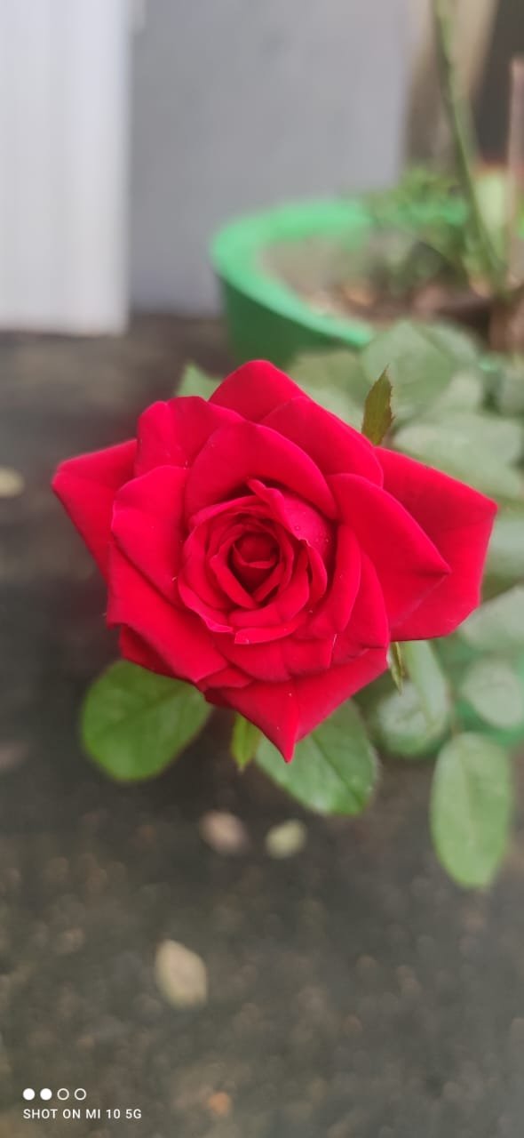 Flowers_aadrika_garden (1)