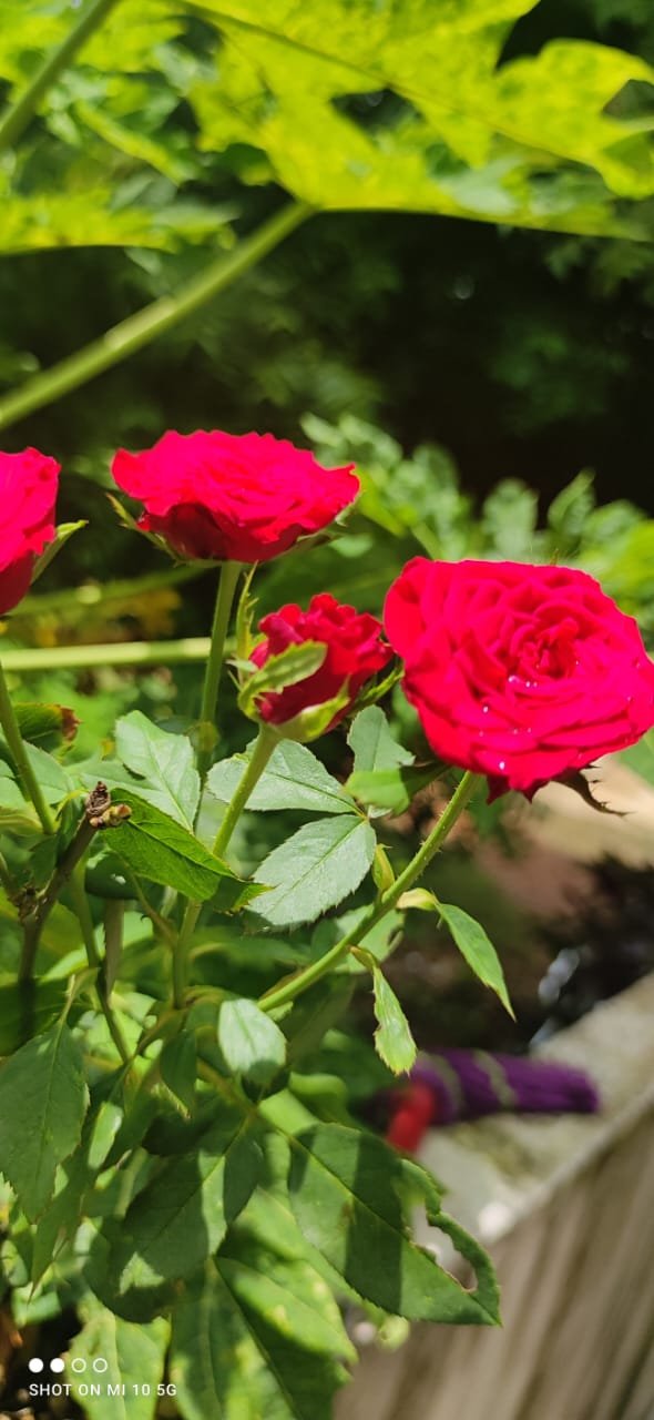 Flowers_aadrika_garden (11)