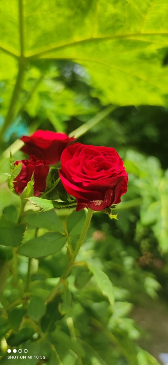 Flowers_aadrika_garden (13)