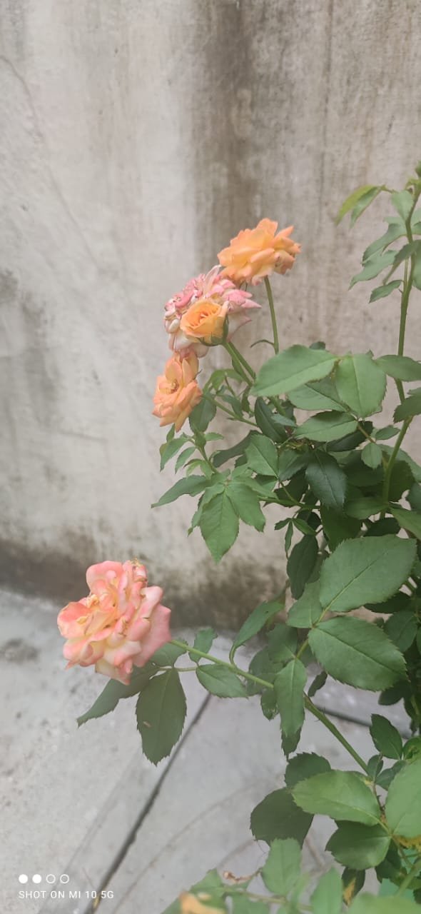 Flowers_aadrika_garden (2)