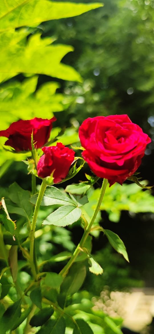 Flowers_aadrika_garden (4)