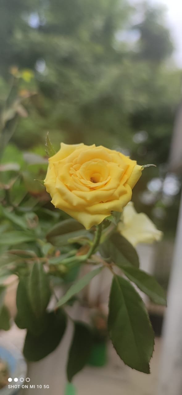 Flowers_aadrika_garden (5)