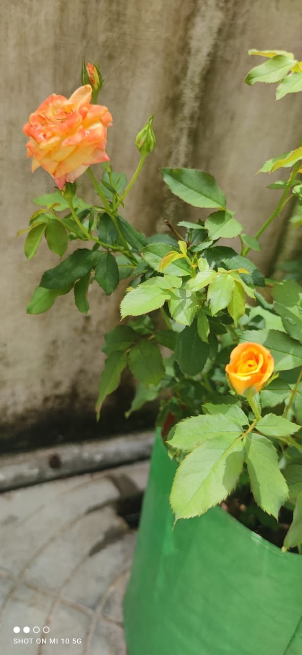 Flowers_aadrika_garden (6)