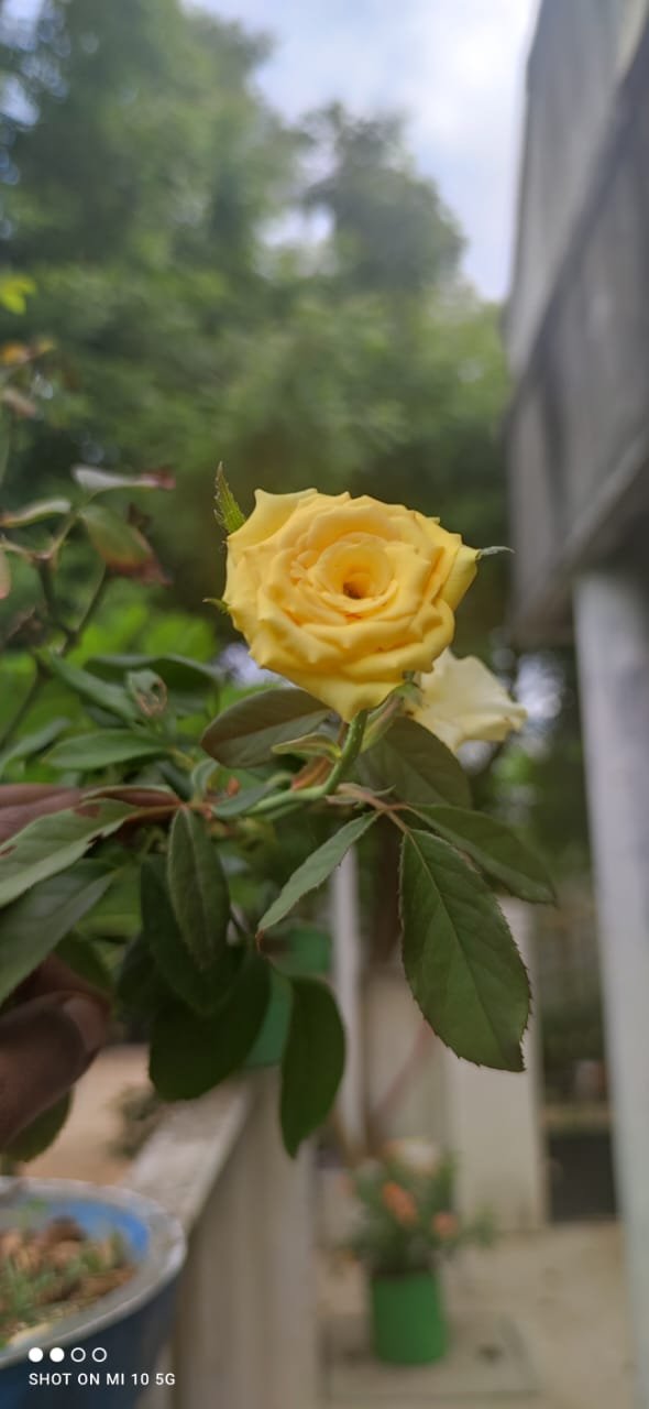 Flowers_aadrika_garden (7)