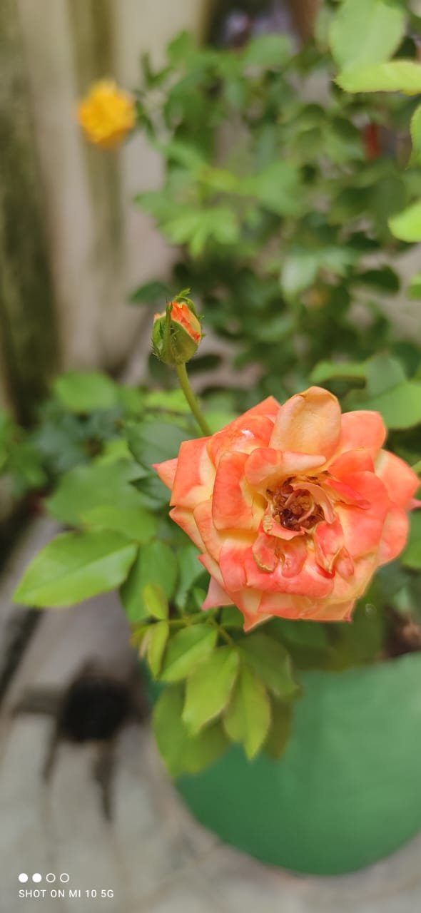 Flowers_aadrika_garden (8)