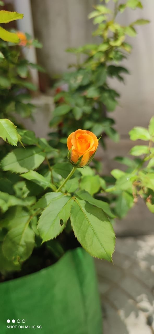 WhatsApp Image 2026-02-02 at 5.49.09 PM