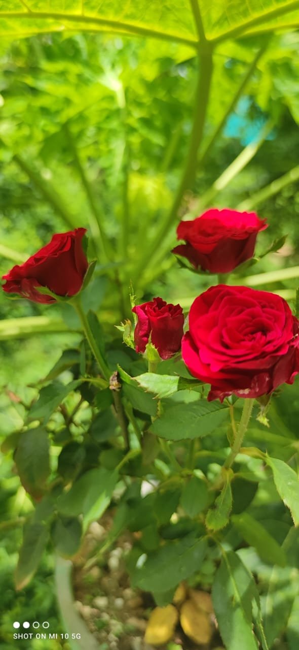 WhatsApp Image 2026-02-02 at 5.49.12 PM (1)